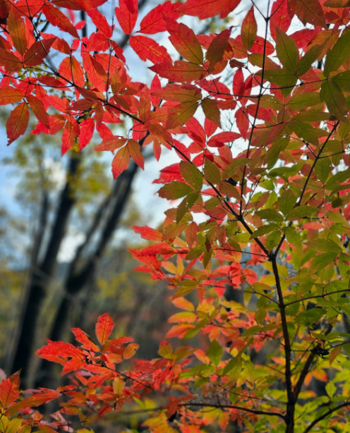 2024 유명한 산 단풍 시기