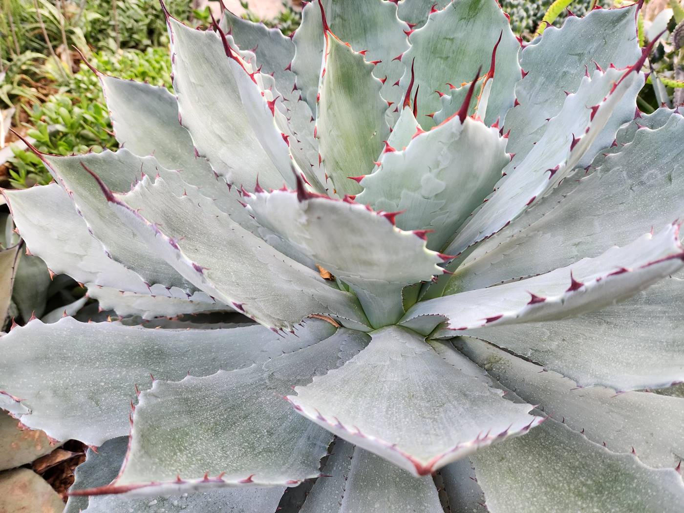 길상천 용설란 Mescal agave