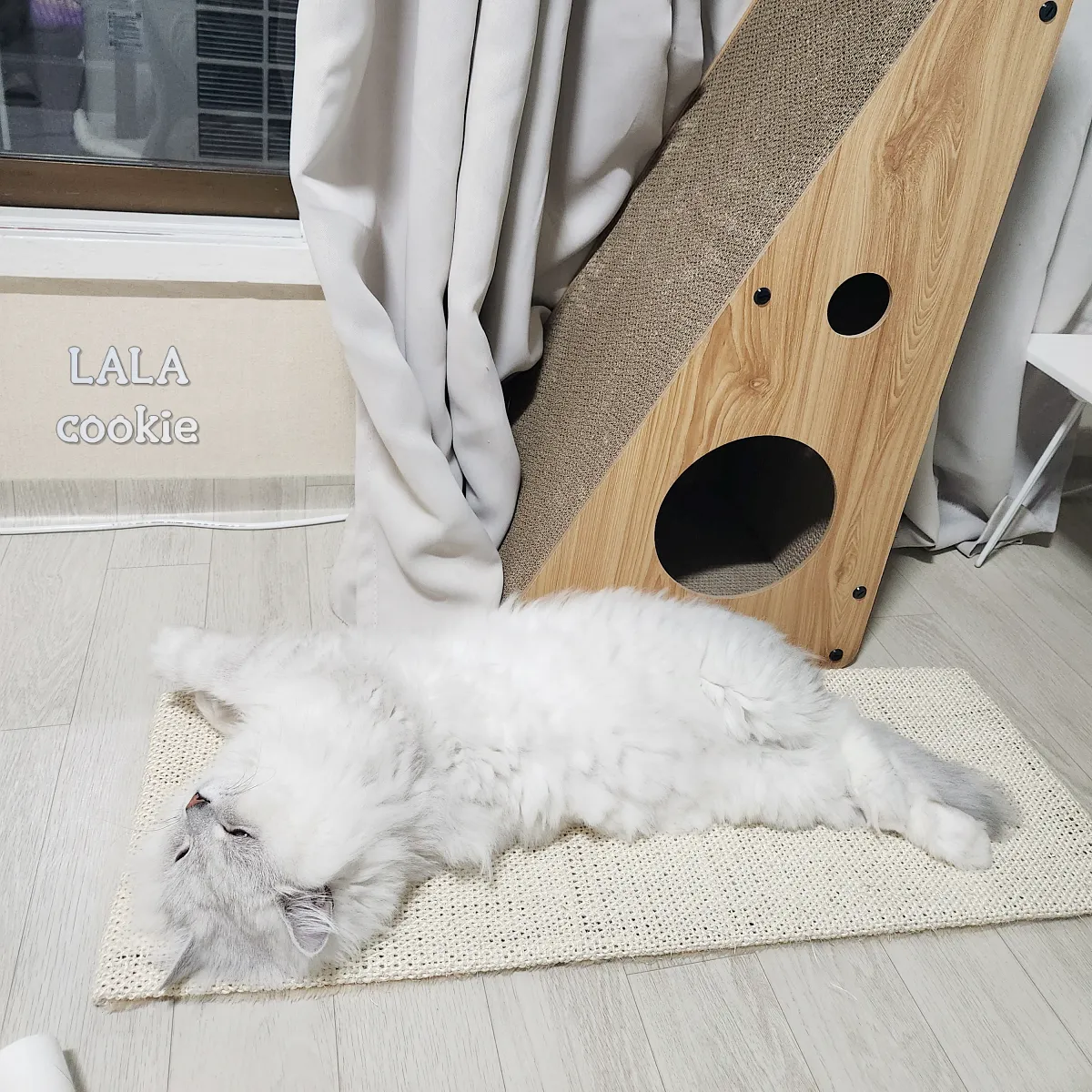 고양이-스크래쳐-추천-스크래쳐-위에서-자는-고양이