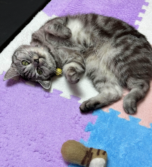 고양이 스크래쳐