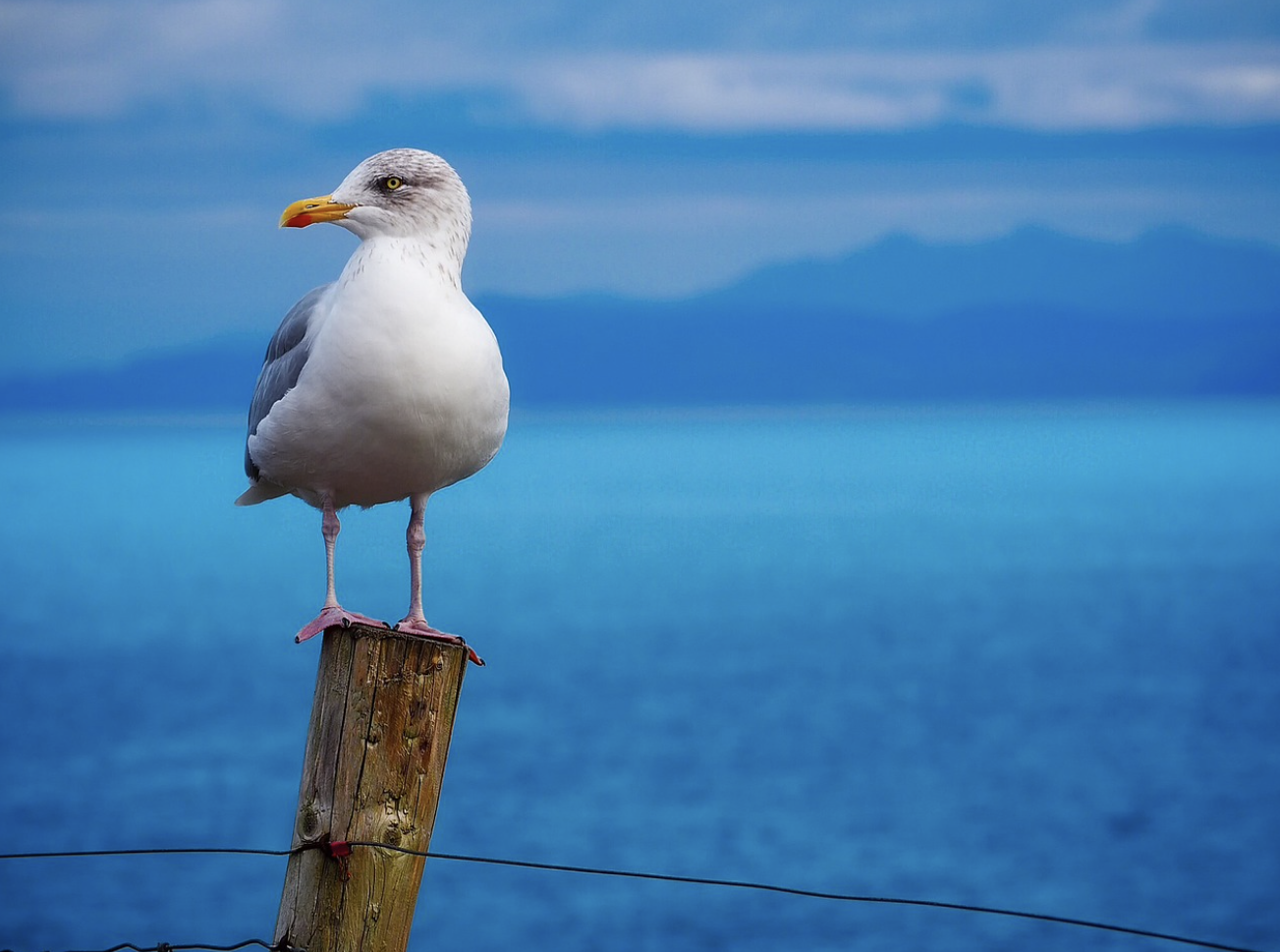 스크린에 펼쳐진 푸른 경고: 지브리 애니메이션과 환경 문제의 깊이 있는 고찰
