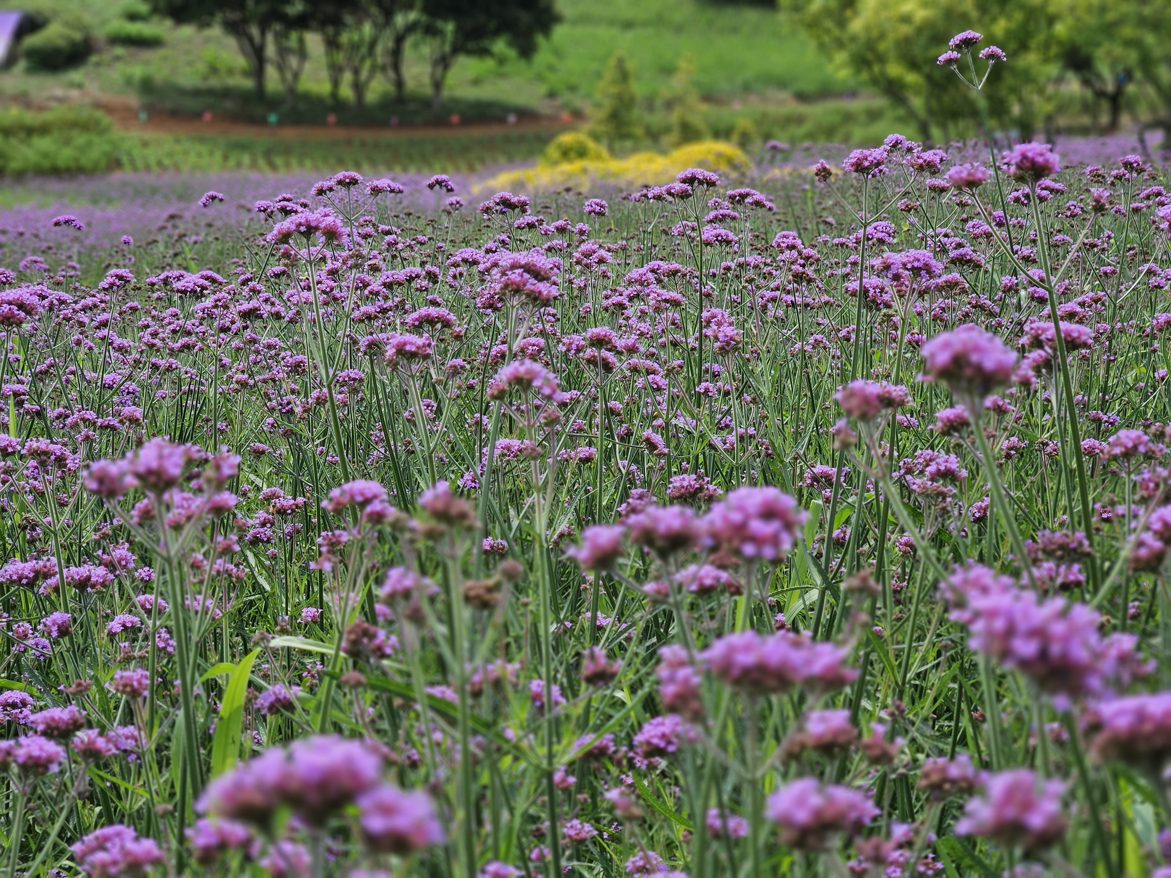 장성군 동화면 램프공원 수놓는 버베나 물결, 공연·체험·숲속여가 '풍성'