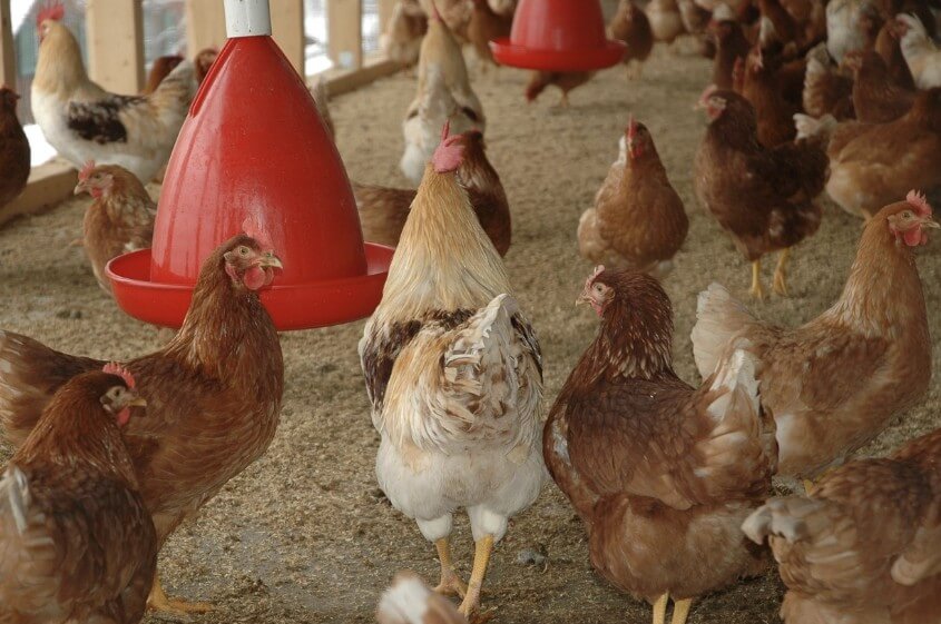 난각번호 보는법