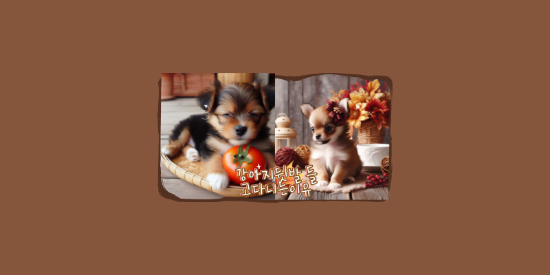 강아지가 뒷다리를 들고 다니는 ㅇ이유5가지