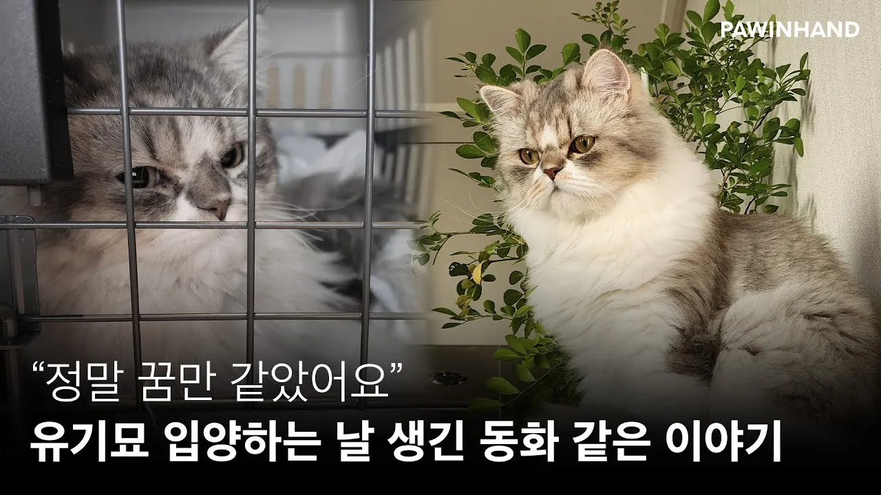 &amp;quot;유기묘