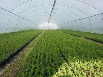 초석잠 재배 씨눈 맞추기 보온 피복 수확 정리_12