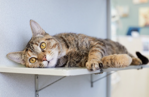 누워 있는 고양이