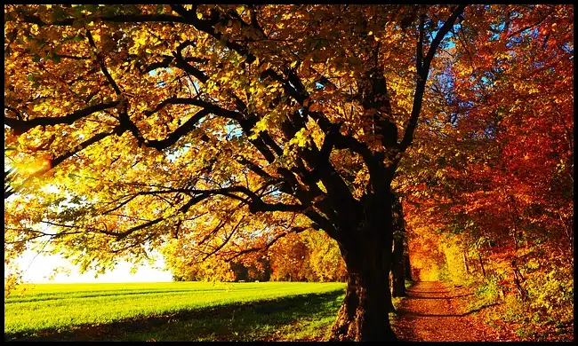 2024 내장산 단풍축제 기간 (국립공원)