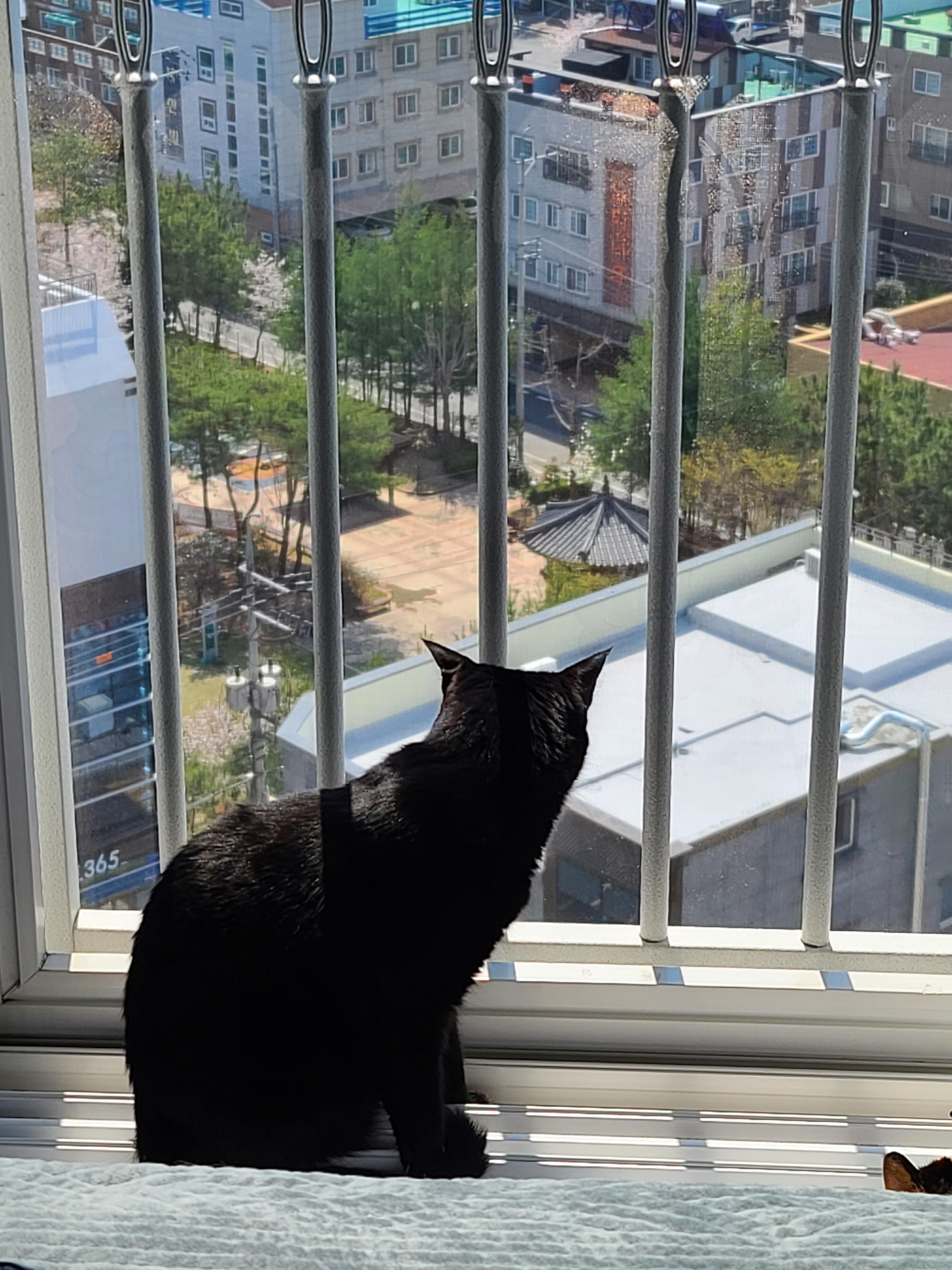 일요일 아침. 봄햇살에 기분이 좋은 고양이들.