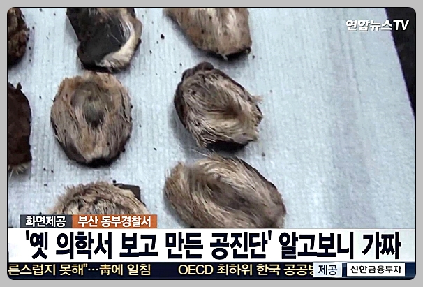 공진단 가격 효능 총정리