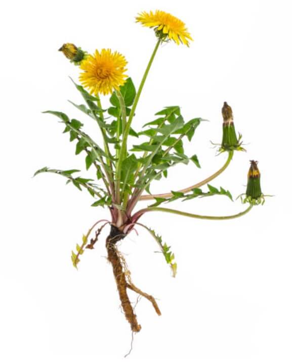 민들레차부작용
민들레부작용