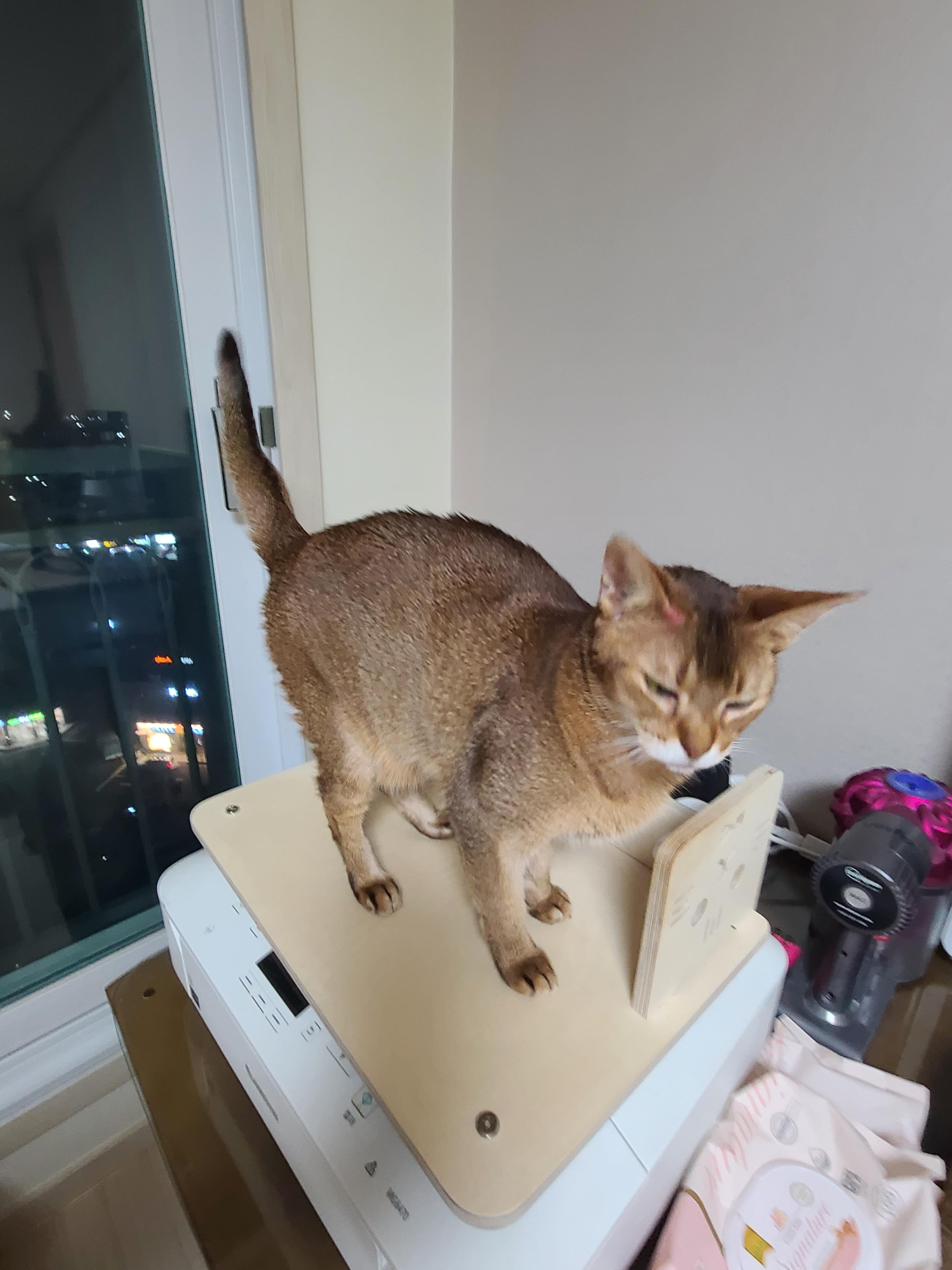 다시 다가온 아홉냥이들 화장실 모래 전체갈이!(feat.써유믹스,바우젠)