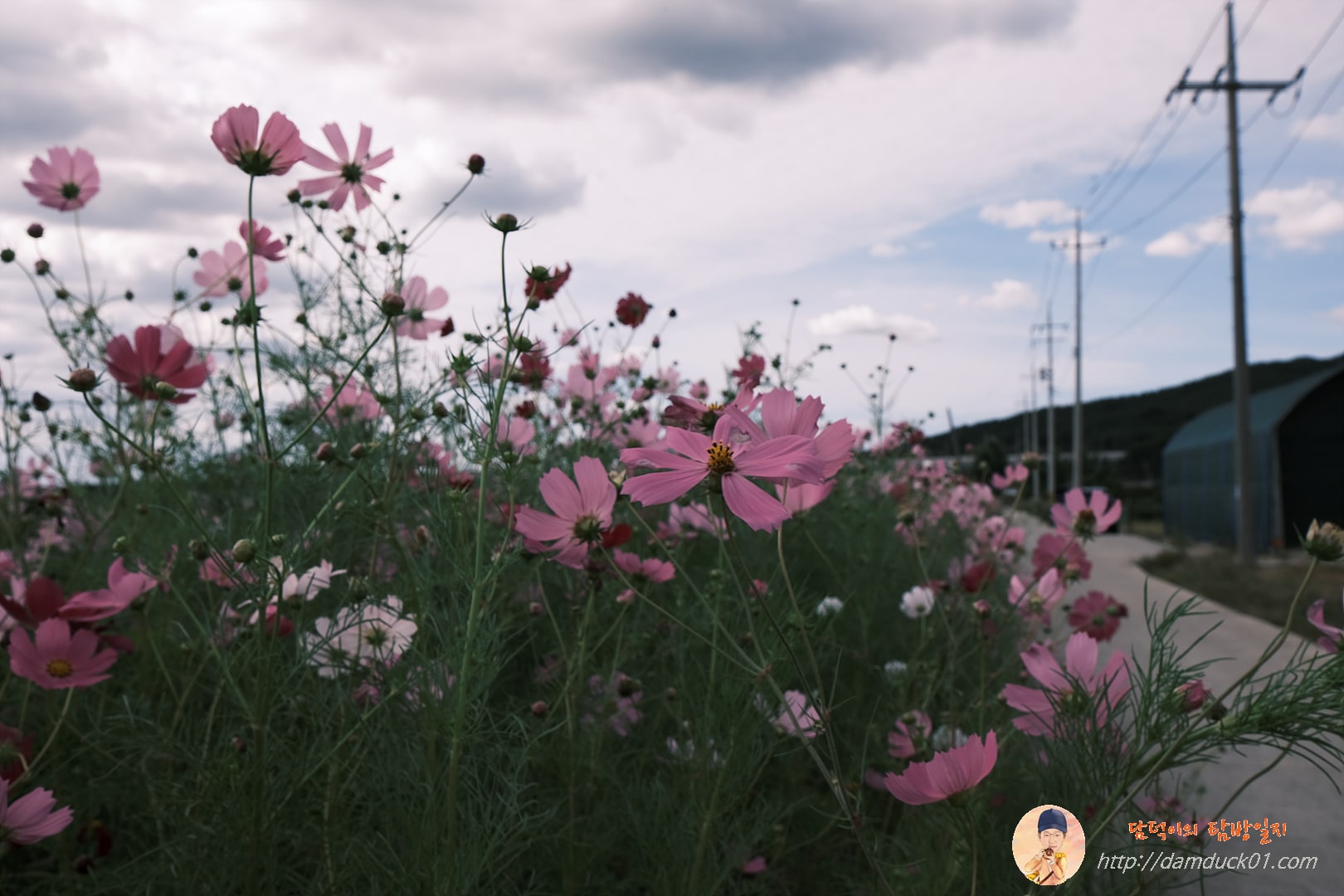 가을-코스모스-담덕이의탐방일지