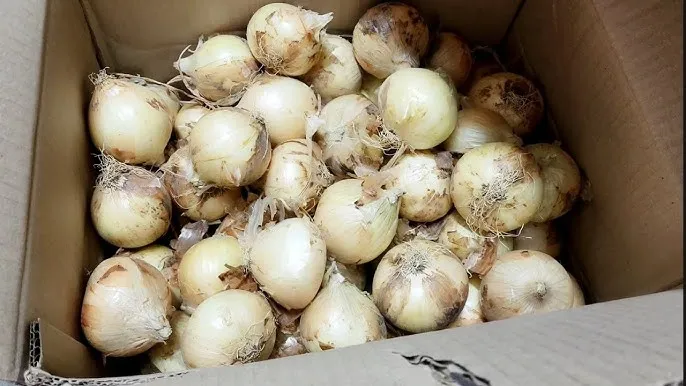 양파 보관법 양파 오래 보관법 3가지 방법_2