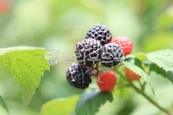 복분자 산딸기 차이점 생김새 영양소 비교 정리_7