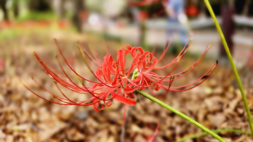 분당 중앙공원 꽃무릇4