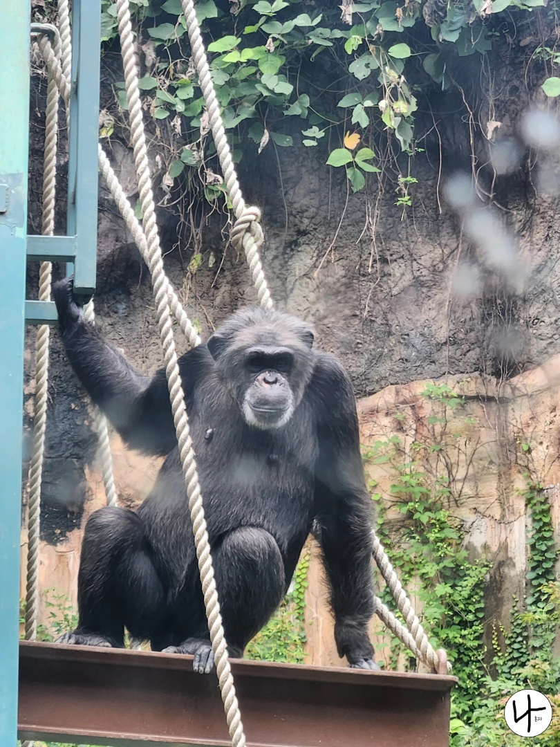 무언가-바라보는-침팬지
