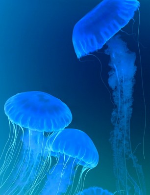 해파리 종류