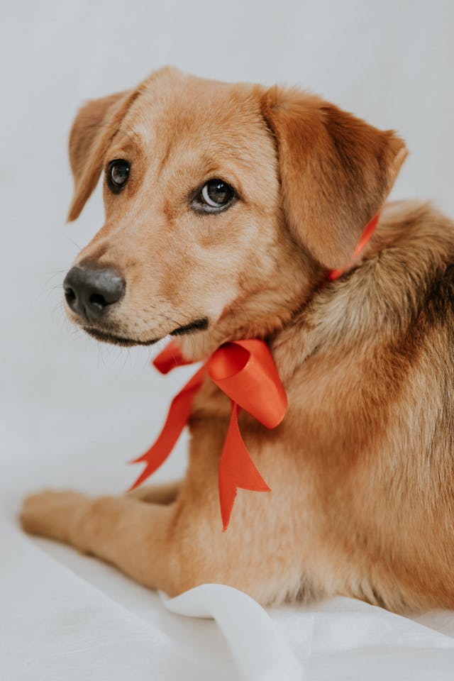 취약계층 반려동물 의료비 지원사업 &lsquo;우리동네 동물병원&rsquo; 완전정리