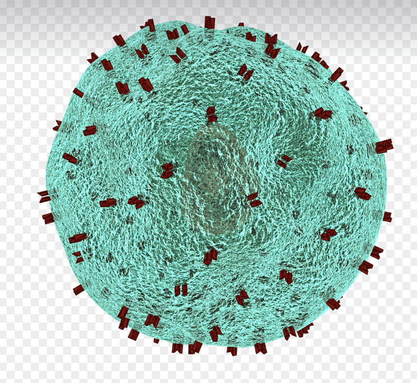 에이즈란? 초기증상과 원인, 정부지원
