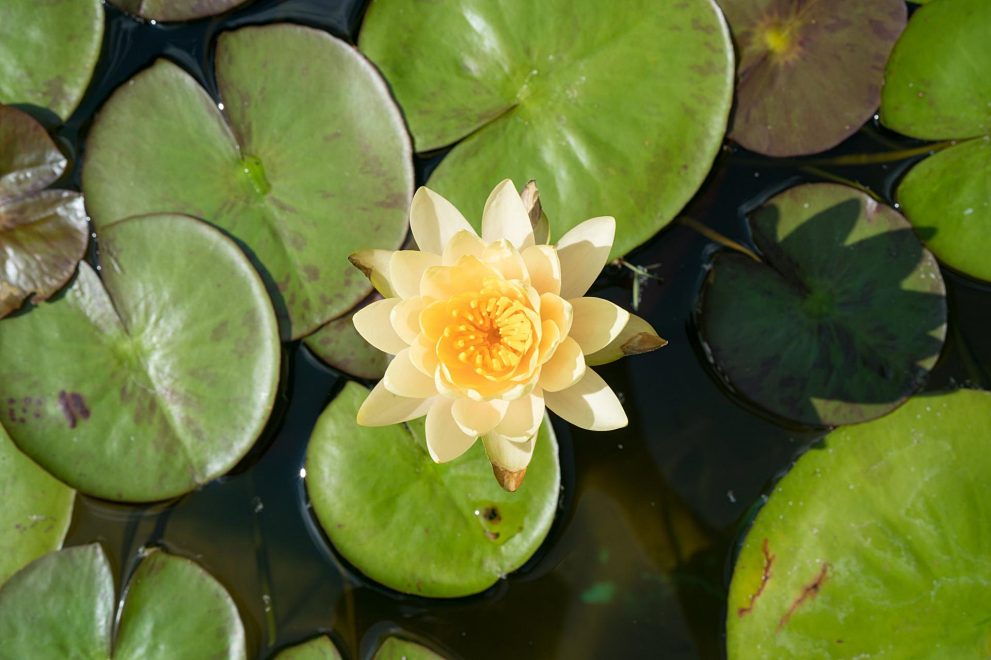 한림공원 연꽃축제