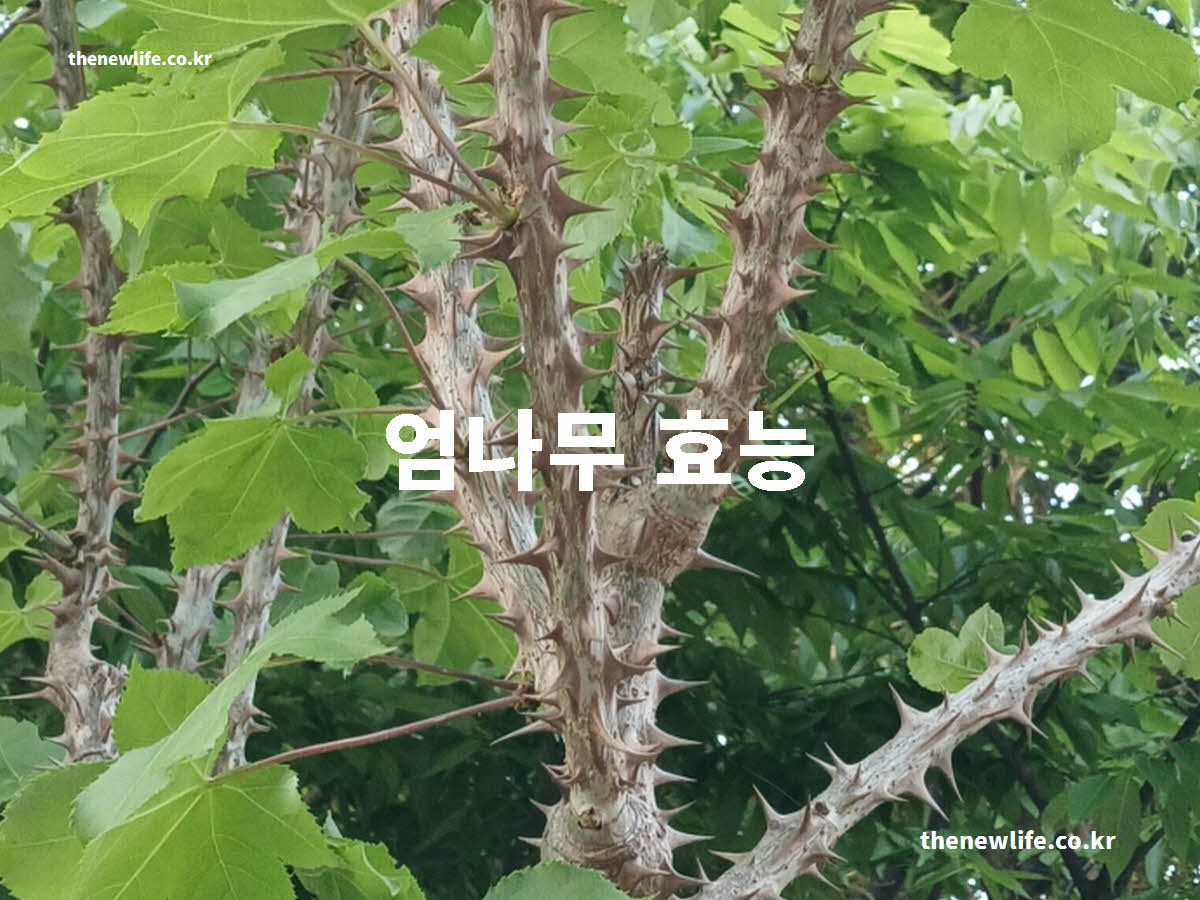 엄나무 효능 대표 실사진