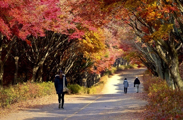가을 단풍여행 꼭 가볼한 곳 베스트 5 여기는 꼭 가보세요!