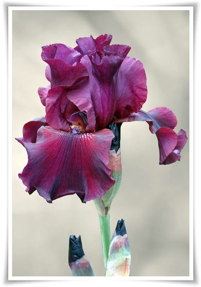 화초 "붓꽃 키우기" 아름다움과 놀라운 효능을 지닌 꽃 아이리스!