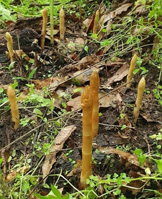 천마 새순 사진