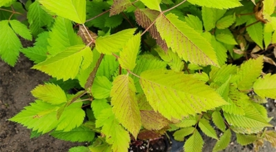 눈개승마 이미지