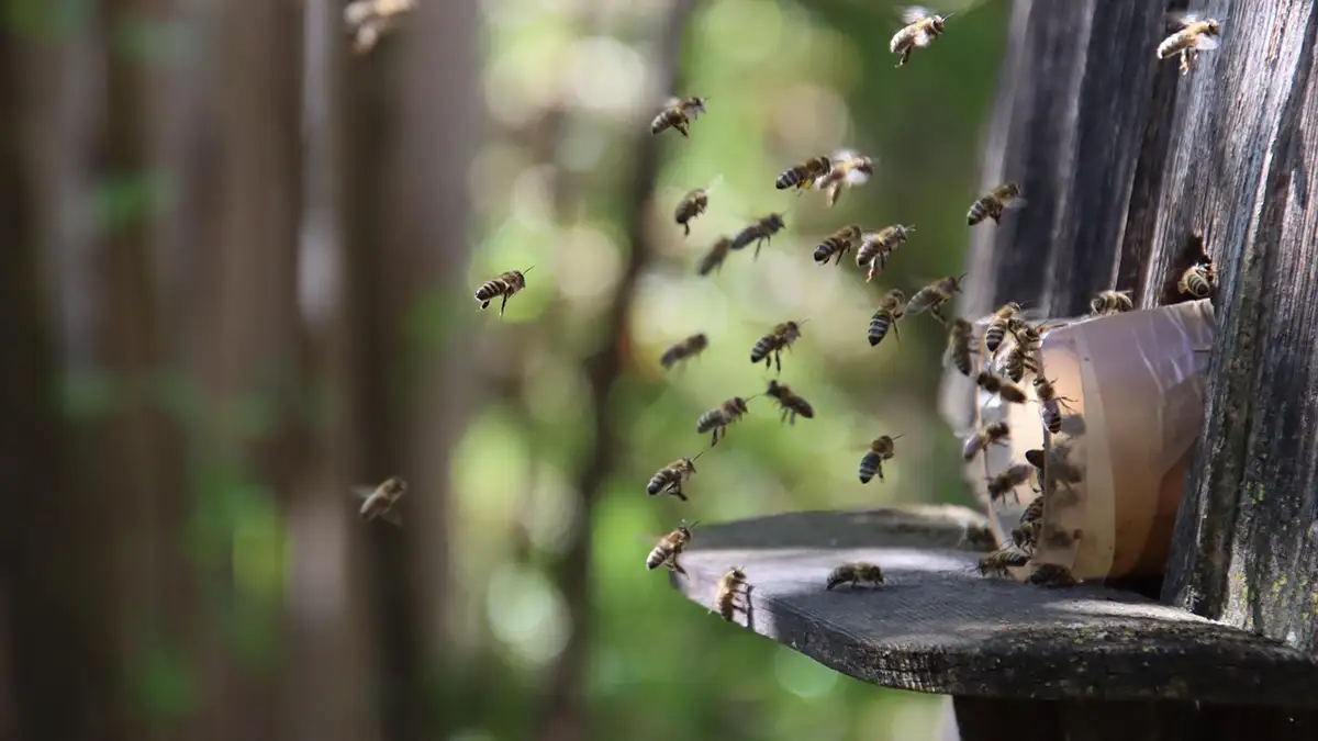 도시 양봉 교육 콘텐츠, 어떻게 개발할까?