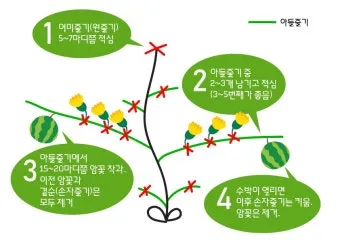 초보 수박 순치기 열매 크게 키우는 방법_2