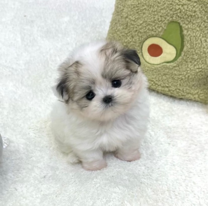 요미독 강아지 광명점