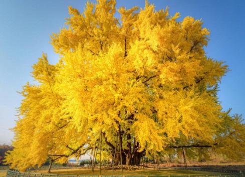 가을에 피는 꽃 은행나무