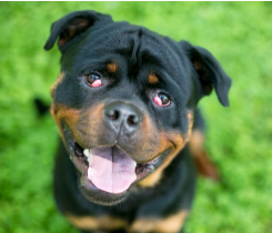 개의 눈과 눈꺼풀이 부어있다