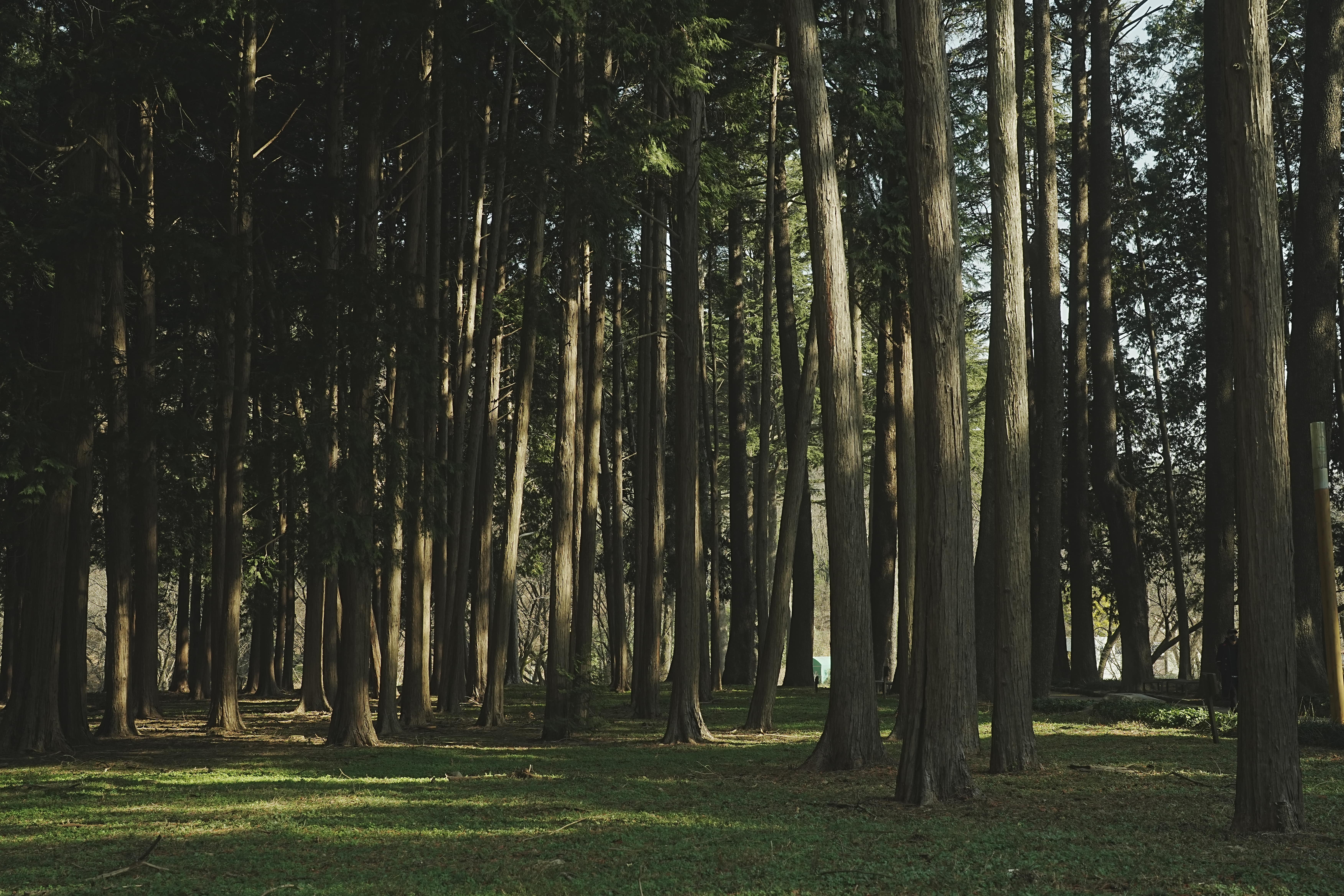 야외 숲 속 사진