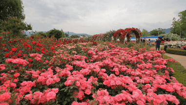 곡성 장미축제 기간, 입장료, 초대가수