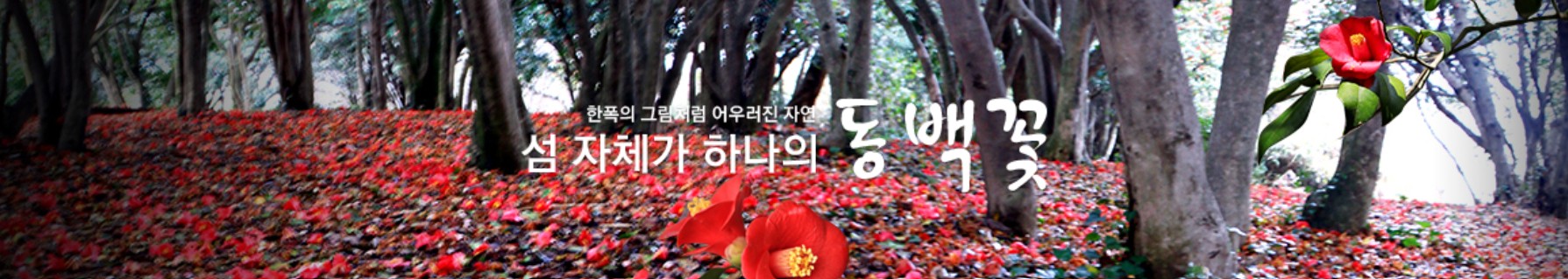 여수 오동도,동백꽃 여행_관련사진