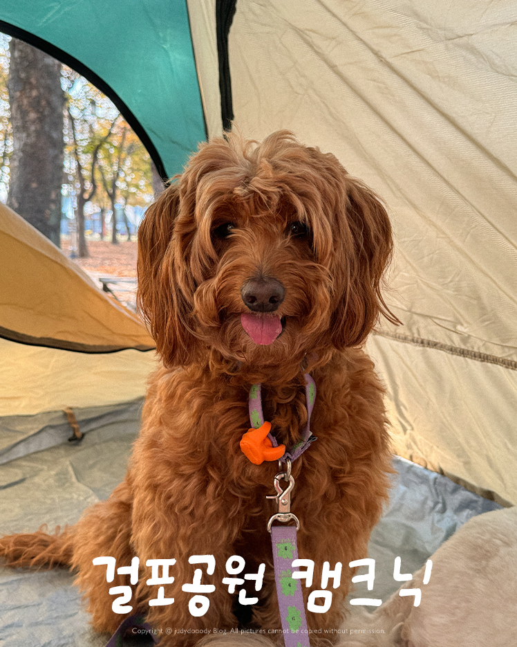 김포 가을피크닉 강아지 썸네일