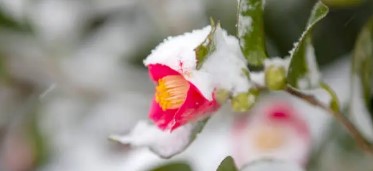 겨울 제철 식재료 (굴, 무, 배추의 활용법)