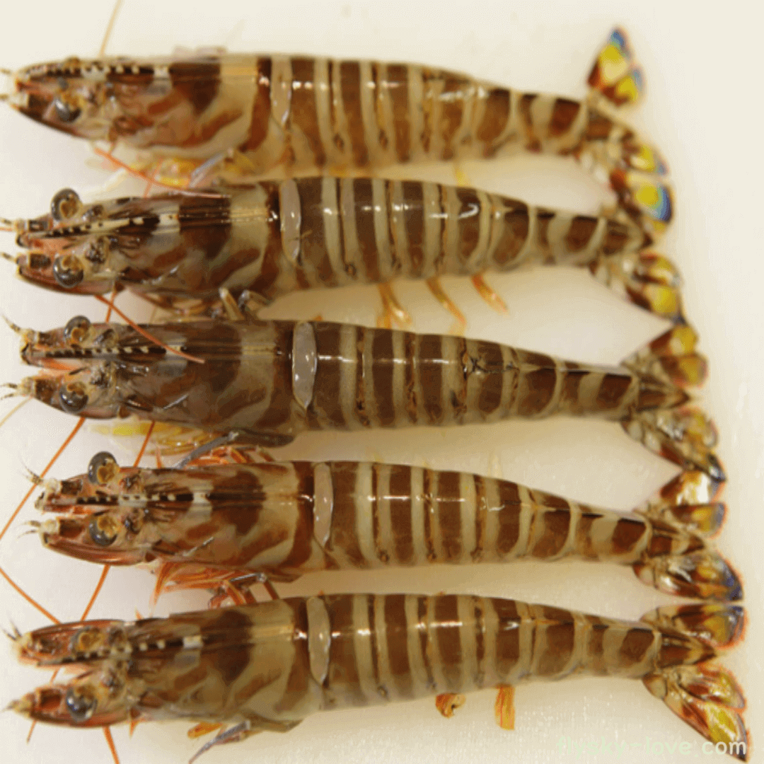 통통 튀는 보리새우