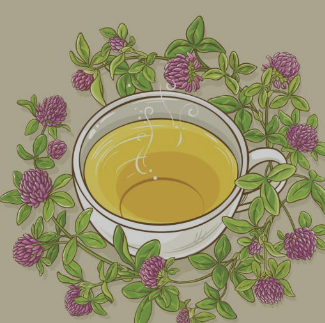 우엉차 효능 9가지 부작용 끓이는법 총정리 (2024)