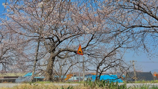 만경강 벚꽃길5