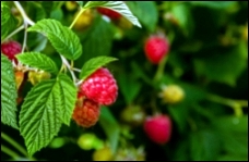 자궁근종 허브차