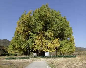 반계리 은행나무_2