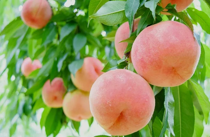 복숭아 나무 한살이 시기_4