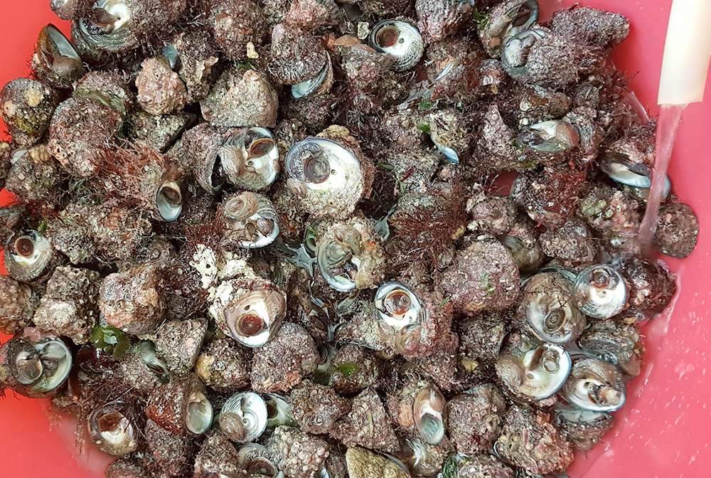 보말소스는 못참지