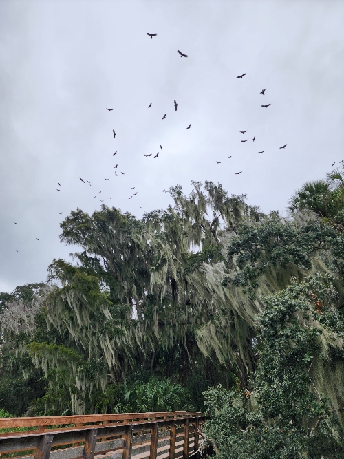 Birds flying towards the sky