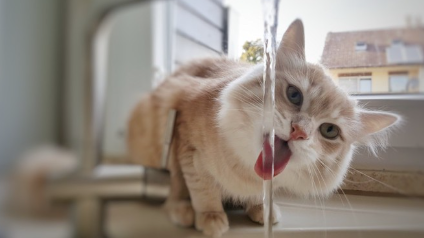 수도꼭지에서 물을 마시는 고양이.