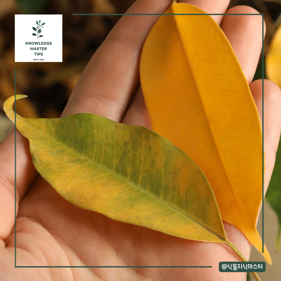 빛 부족의 증상: 잎이 쉽게 떨어짐